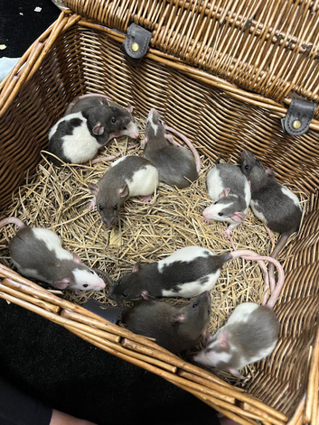 Beautiful Dumbo x Rex rats