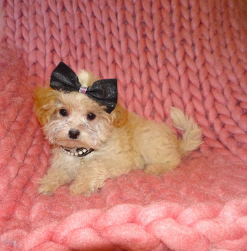 *XXS Gorgeous F1 Maltese X Tiny Toy Poodle F1 Apricot Maltipoo Puppy 5 Months Old*