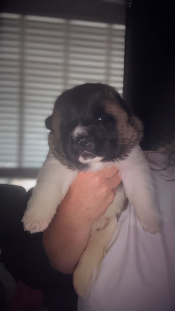 american akita pups
