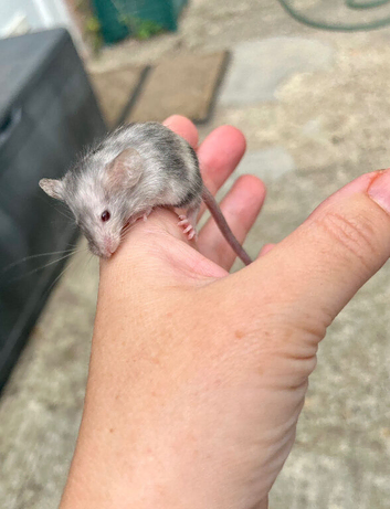 Baby fancy mice