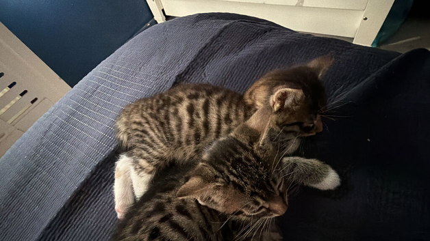 Female Bengal x bombay