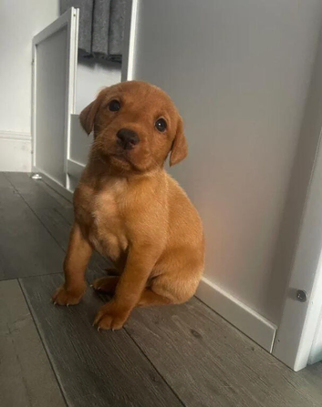 Fox Red Labrador  puppies
