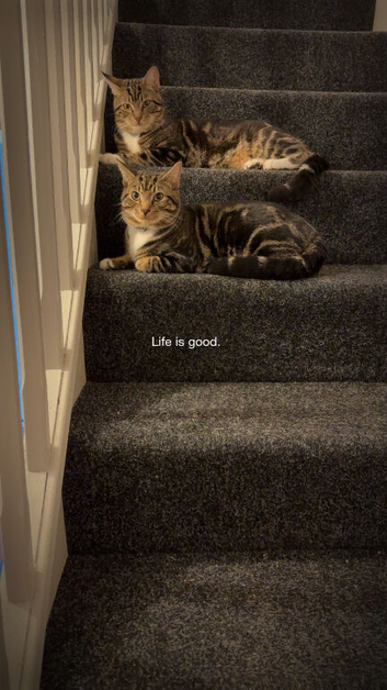 Two 9 month old boy kittens for sale!