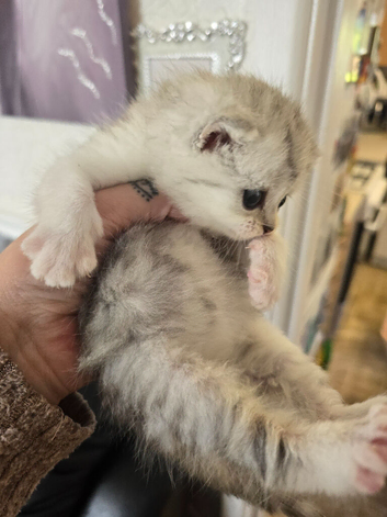 Persian x cross kittens 3 boys 1 girl left