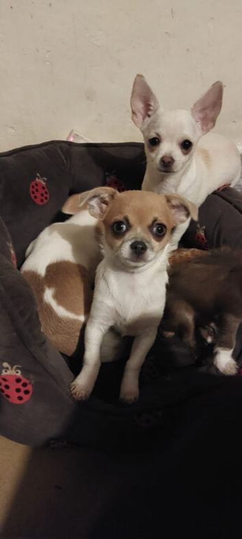 Pedigree Russian bloodline chihuahua
