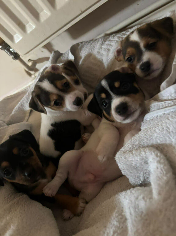 Jack Russell x jack chi puppies