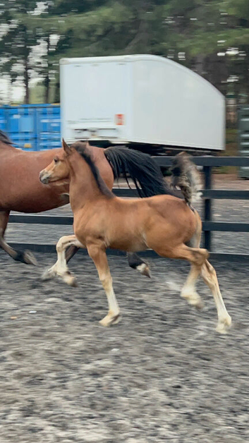 Welsh Cob Colt Foal