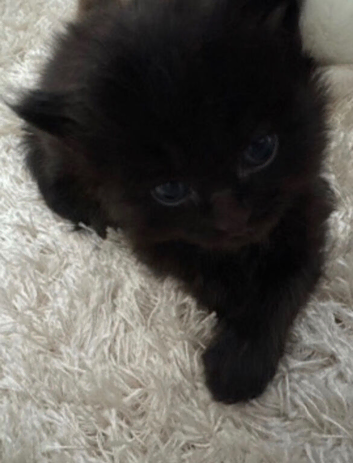 Adorable British Longhair Kitten &ndash; 4 Weeks Old &ndash; Stanmore