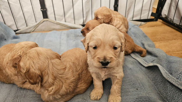Mini Goldendoodles for sale