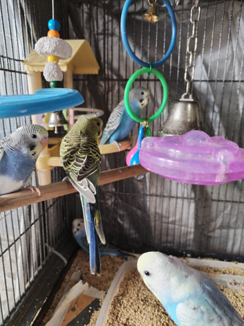 Beautiful baby budgies