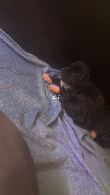 Staffordshire bull terrier puppies