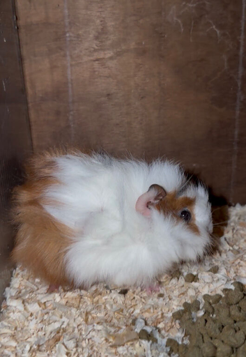 baby boy guinea pigs
