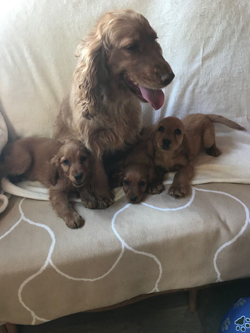 3 adorable showtype cocker spaniel boys