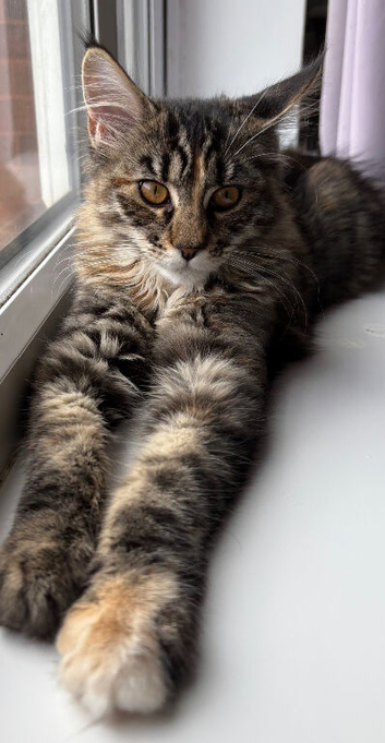Last Girl Maine Coon girl look g for forever home