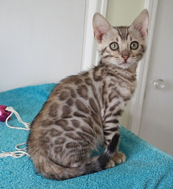 Superb Bengal Rosette Girl Kitten