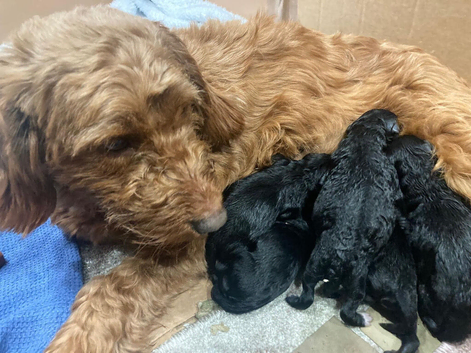 Cockerpoo puppy (Ellie) for sale