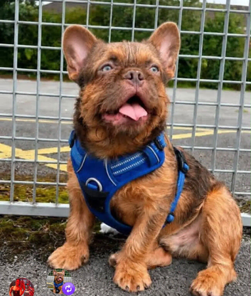 French bulldog