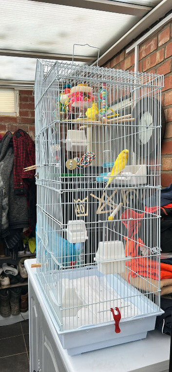2 yellow female budgies