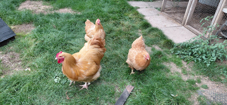 Buff Orpington breeding trio