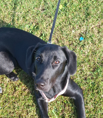 7 month old Springador Female