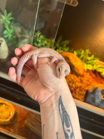 2 Fat Tail Geckos
