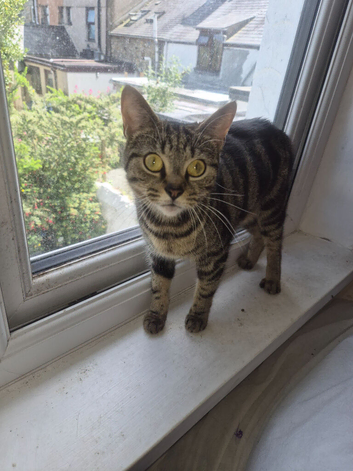 5 Stunning Kittens for sale!!!