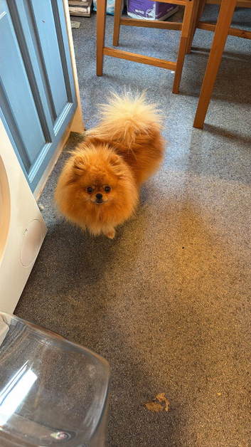 Kc amazing orange girl 3!years