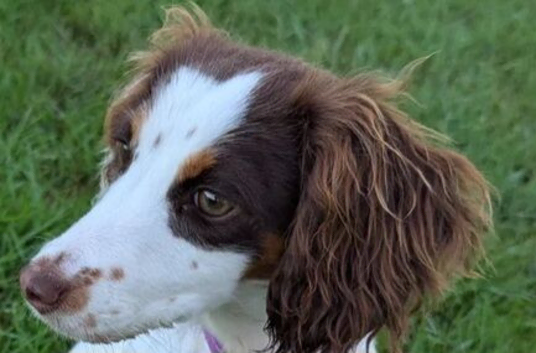 Beautiful spaniel girl