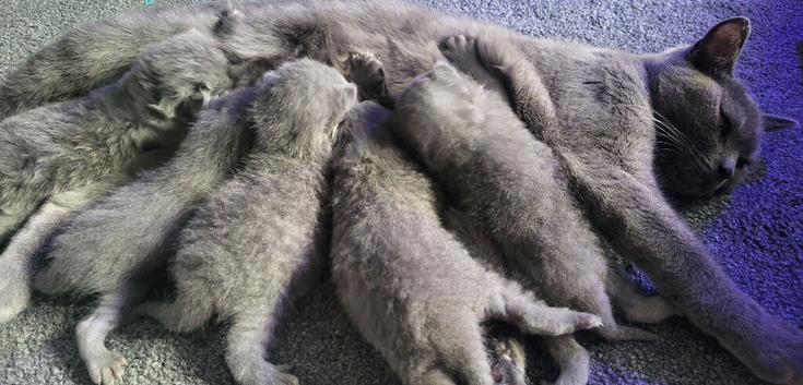 British shorthair kittens blues