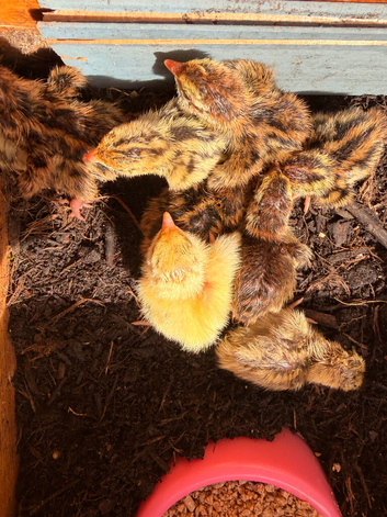 Quail for sale Blackwood