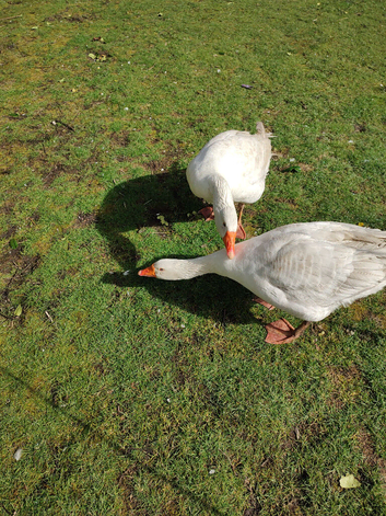 NOW SOLD pair embden geese for sale.