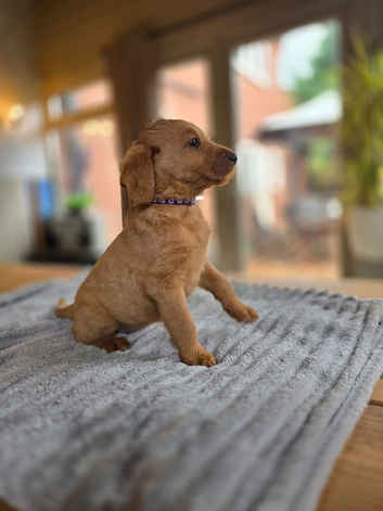 4 Gorgeous Labradoodle Girls