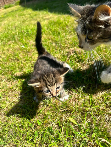 Rare Norwegian Forest Kittens