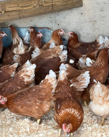 Egg laying hens