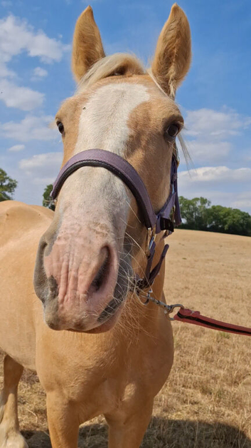 perfect family cob pony