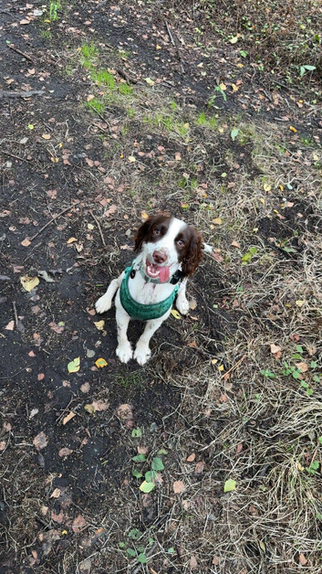 Male cocker spaniel
