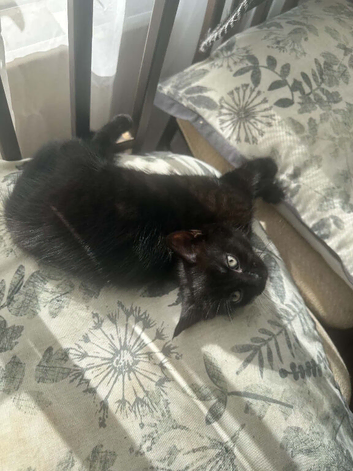 Black fluffy kitten