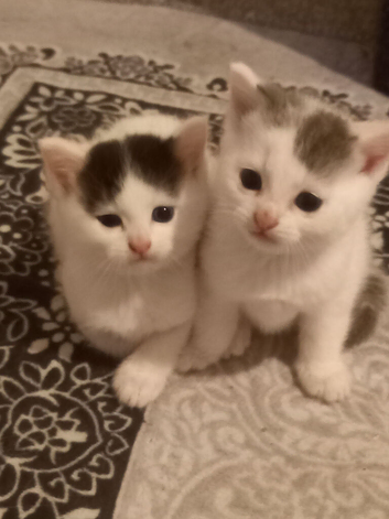 One female kittens