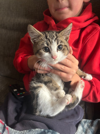 Beautiful female kitten