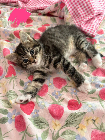 Three kittens!