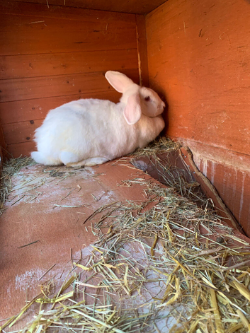 Huge Flemish Giant Female