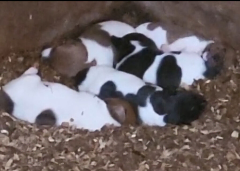 Stunning jack russells