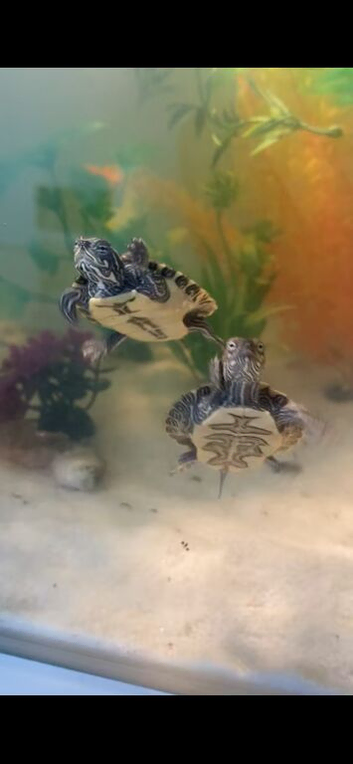 2 Mississippi map turtles