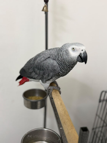 African Grey Tamed and Talking