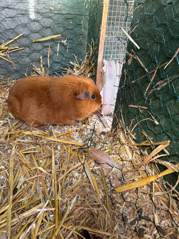 Female guinea pigs