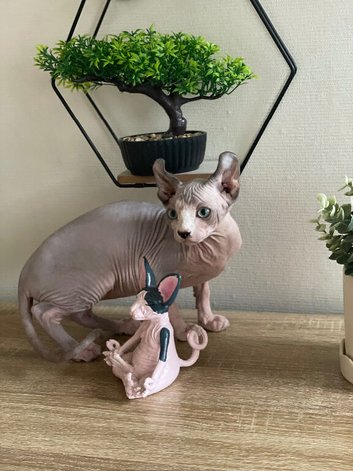 Last female Sphynx