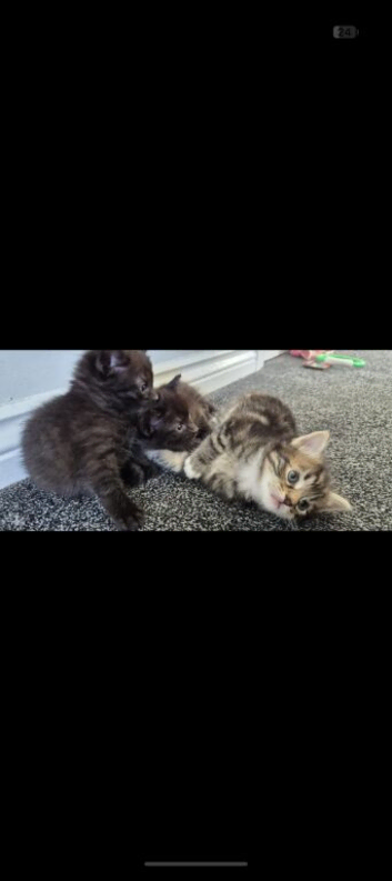Kitten ready mid august