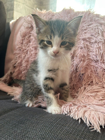 Adorable Mix Kittens &ndash; Ready for Their Forever Homes