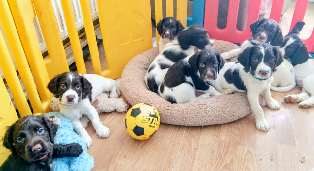 &pound;775 2 x male springer spaniels Ready 15/07/26