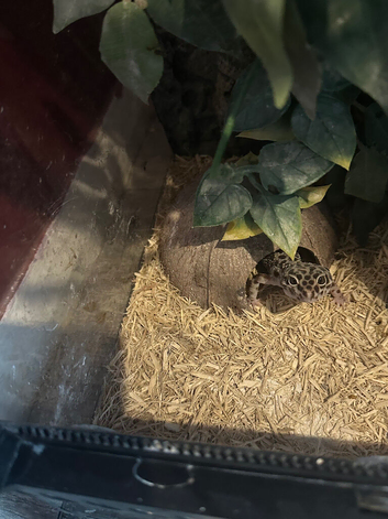 Gecko for sale